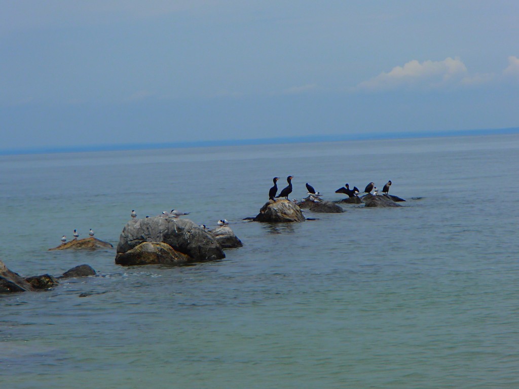 Cormorants and their friends.
