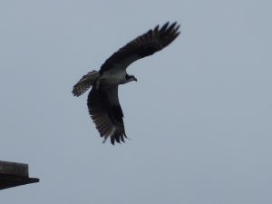 Another osprey notch in ron's belt (-gonna need a bigger belt soon !)